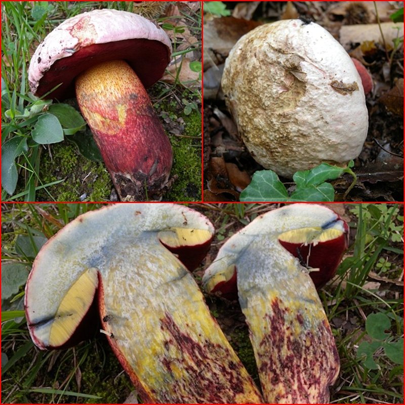 colori e sapori del bosco!!!